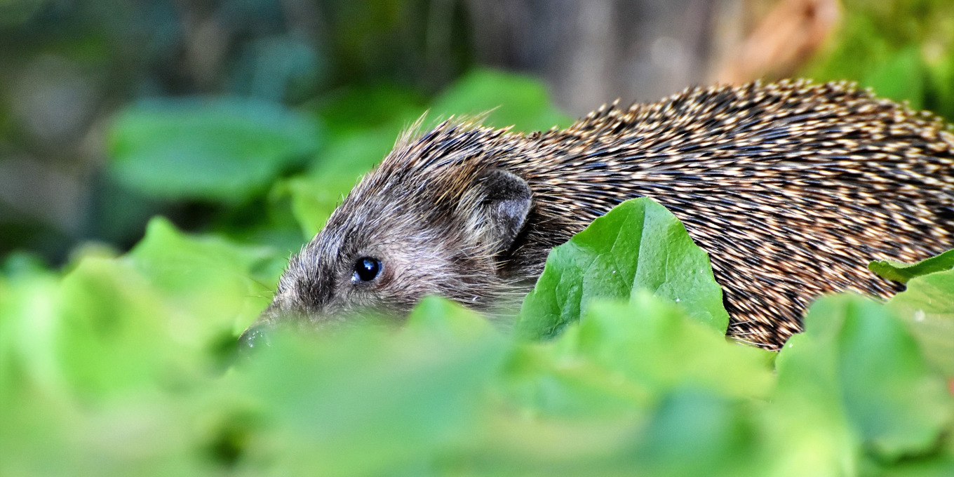 Hérisson d'Europe (Erinaceus europaeus) au potager © Pixabay